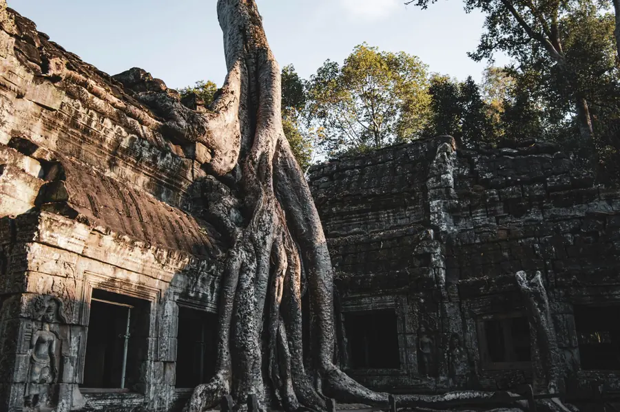 Thick tree roots draped over the carved stone walls of a ruined jungle temple